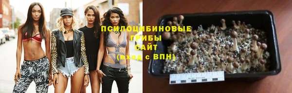 прущие грибы Волосово