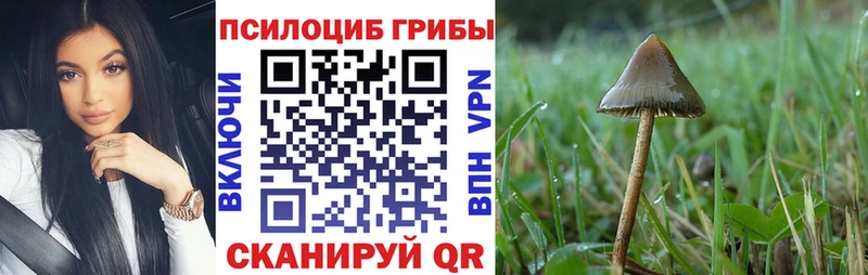 Псилоцибиновые грибы Psilocybine cubensis где можно купить Зверево